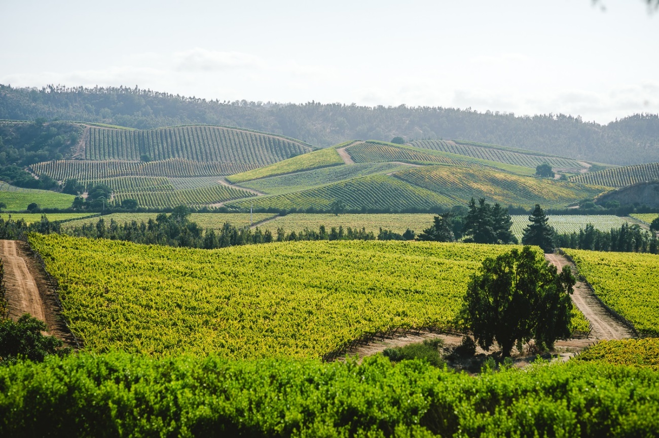 Vista de um vinhedo no Chile